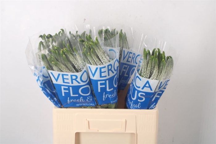 <h4>Veronica Smart Caya White</h4>