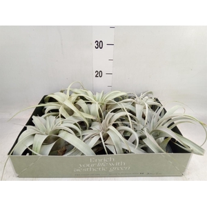 Tillandsia xerographica