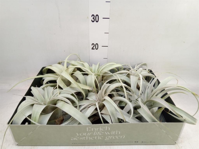 <h4>Tillandsia xerographica</h4>