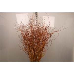 Salix Golden Curls