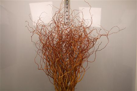 <h4>Salix Golden Curls</h4>
