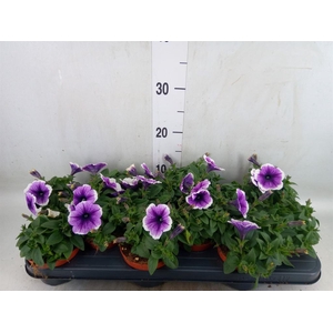 Petunia  'Famous Lilac Vein'