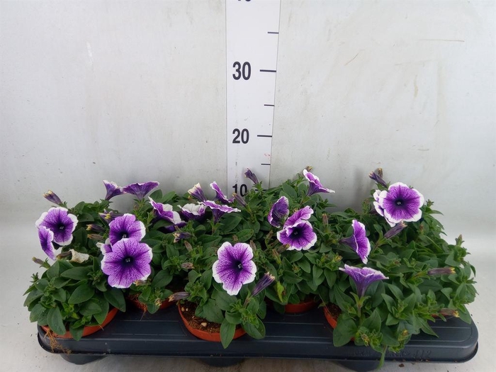 <h4>Petunia  'Famous Lilac Vein'</h4>