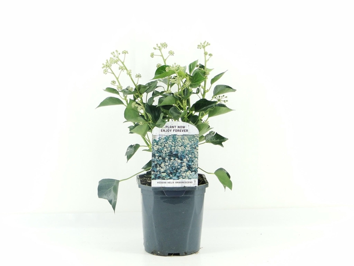 <h4>Hedera Helix Arborescens</h4>
