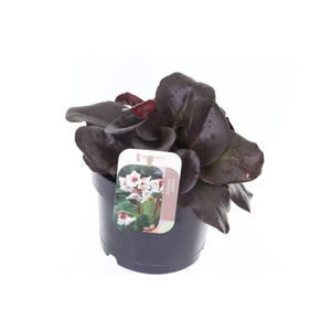 Bergenia Bressingham White