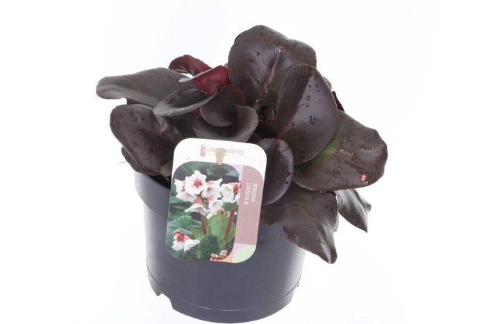 <h4>Bergenia Bressingham White</h4>