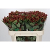 Hypericum Magical Seasons