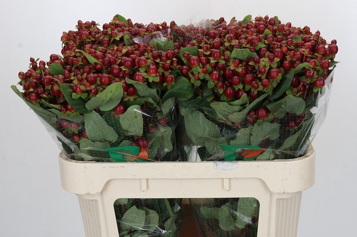 Hypericum Magical Seasons