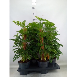 Monstera obliqua 'Monkey Mask'