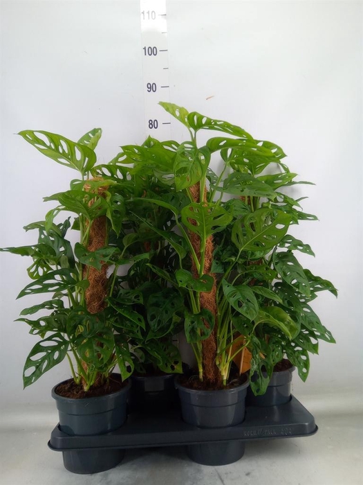 <h4>Monstera obliqua 'Monkey Mask'</h4>