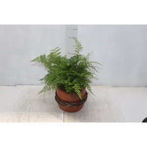 COQUETEL PLANTAS ORNAMENTAIS T2