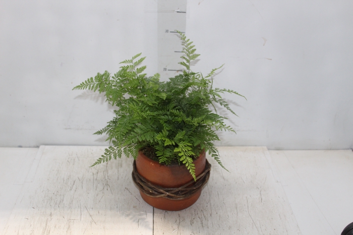 <h4>COQUETEL PLANTAS ORNAMENTAIS T2</h4>
