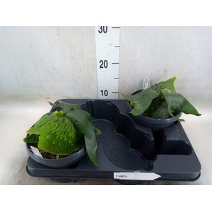 Platycerium   ...