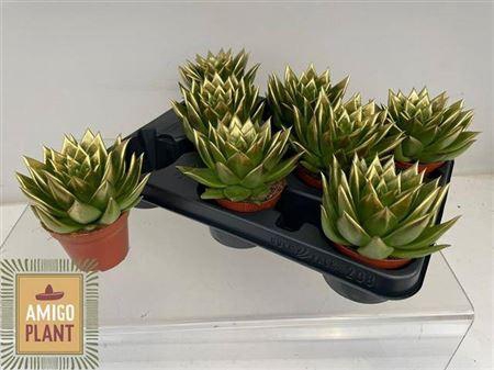 Echev Agav Ebony Paint Gold Tip