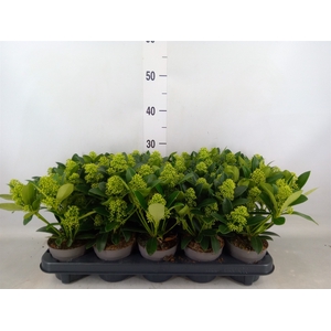 Skimmia jap. 'White Globe'