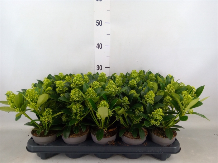 <h4>Skimmia jap. 'White Globe'</h4>