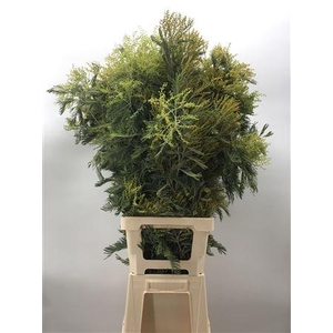 Acacia D Gauloise 1000gr Verde