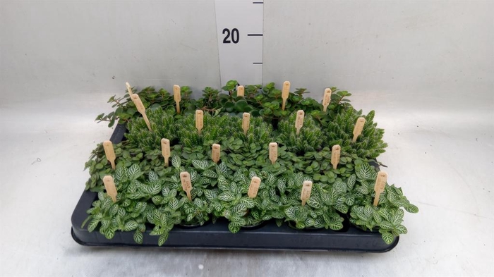 <h4>Planten ..mix</h4>