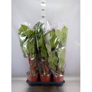 Homalomena rubescens 'Maggy'