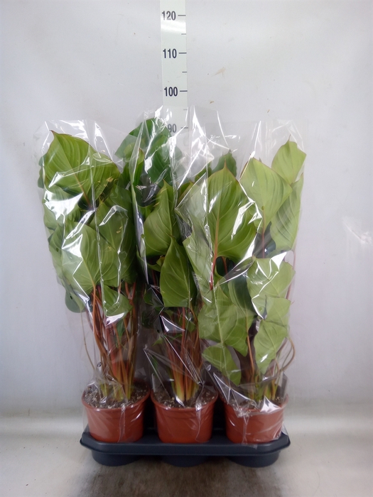 <h4>Homalomena rubescens 'Maggy'</h4>