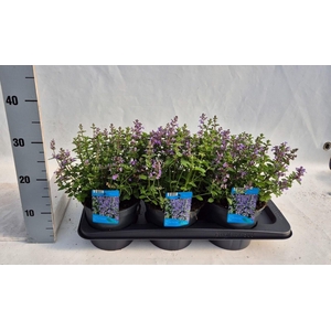 Nepeta (Faassenii Grp) Purrsian Blu
