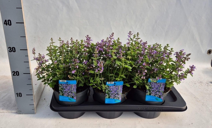 <h4>Nepeta (Faassenii Grp) Purrsian Blu</h4>