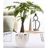 Pachira Aquatica in P&PURE Ivy ceramics shiny white