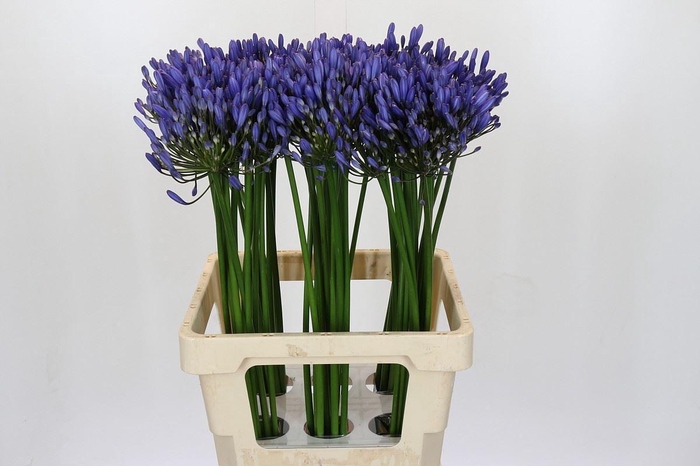 <h4>Agapanthus 'Uri'</h4>