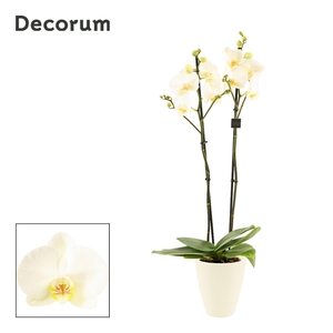 Phalaenopsis 2 tak 16+ wit in Carly wit mat(Deco-collection)