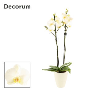 Phalaenopsis 2 tak 16+ wit in Carly wit mat(Deco-collection)