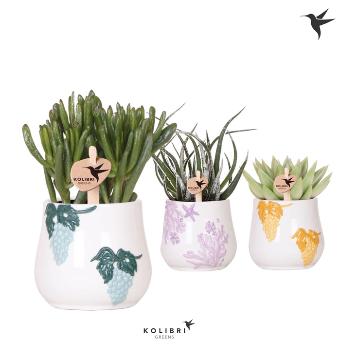 <h4>Kolibri Greens Succulenten mix in Coral pot mix</h4>
