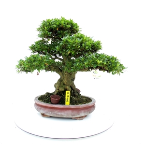Rhododendron indicum, pot 33 cm. Height 49 cm. (single item)