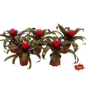 Guzmania Hope