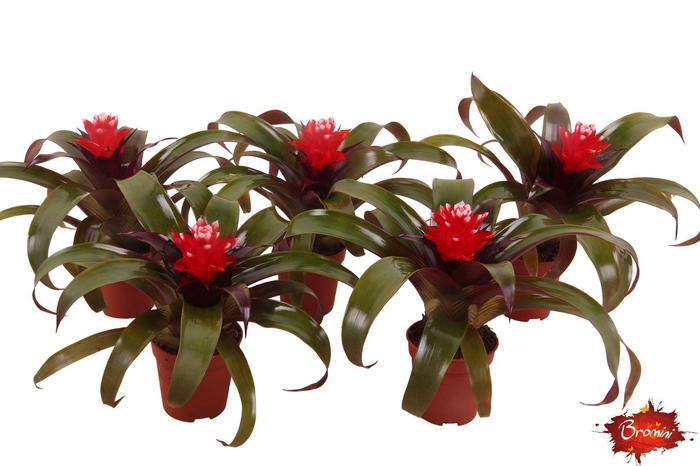 <h4>Guzmania Hope</h4>