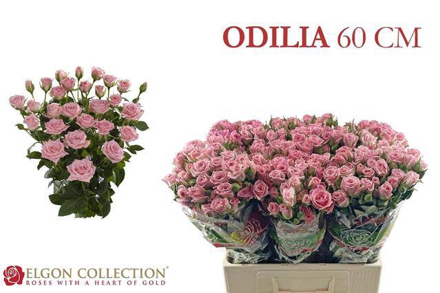 <h4>R Tr Odilia Elgon</h4>