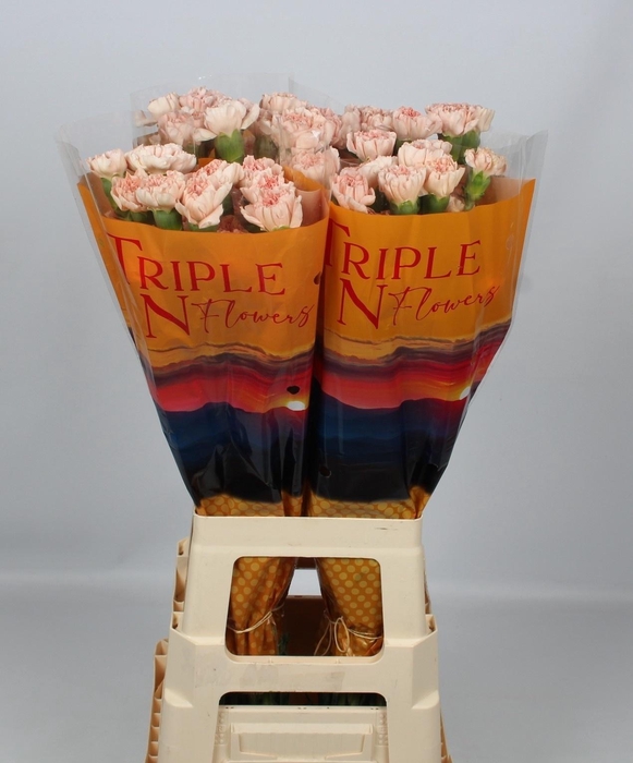 <h4>DI ST NOVIADO</h4>