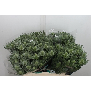 Eryngium  'Sirius Questar'