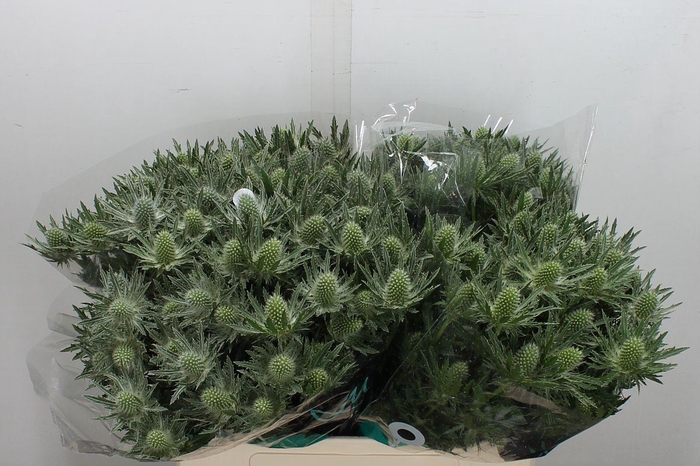 <h4>Eryngium  'Sirius Questar'</h4>