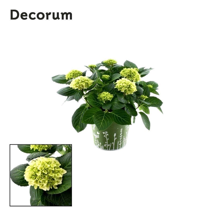 <h4>Hydrangea Bol White 7 - 12 kop in zink groen (Decorum)</h4>