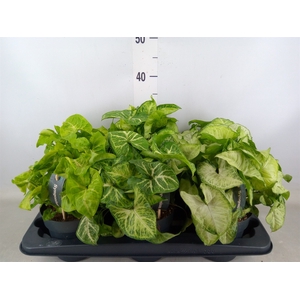 Syngonium   ...mix