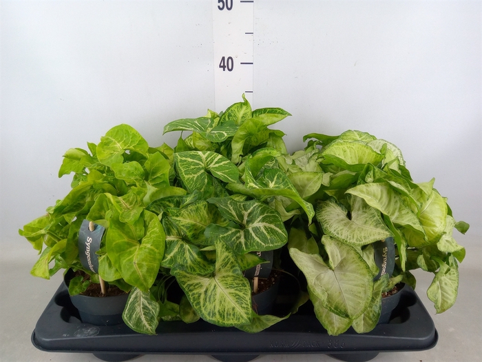 <h4>Syngonium   ...mix</h4>
