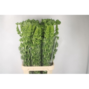 Moluccella Stuk