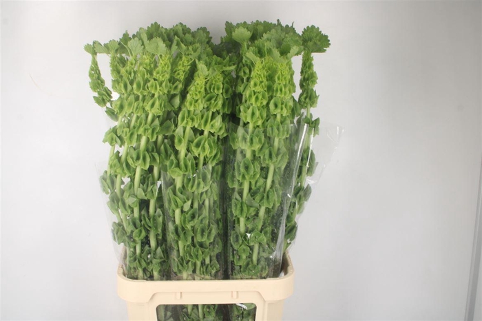 <h4>Moluccella Stuk</h4>