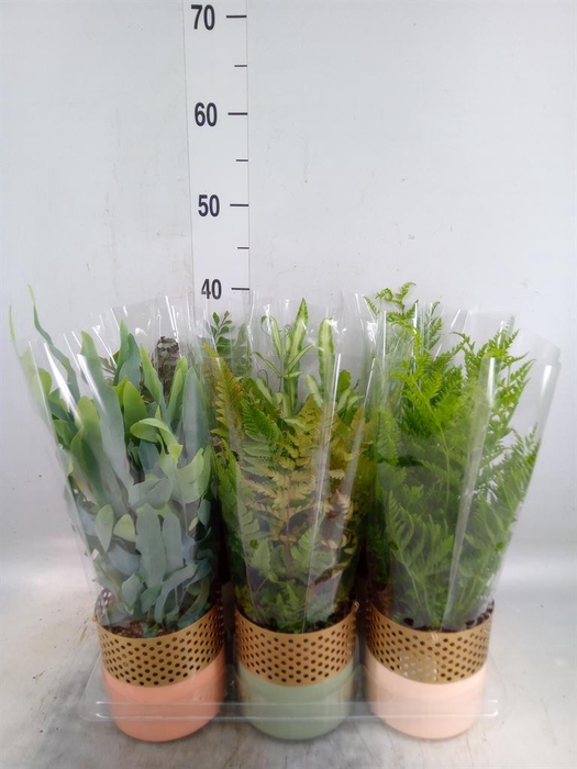 <h4>Ferns   ...mix</h4>