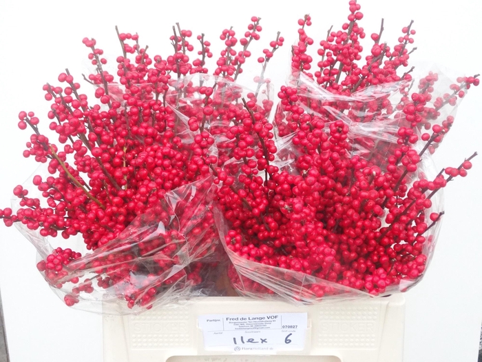 <h4>ILEX VE RODE BES</h4>