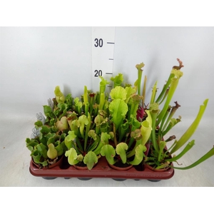 Sarracenia   ...