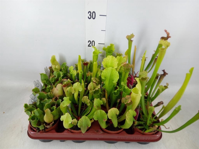<h4>Sarracenia ...</h4>