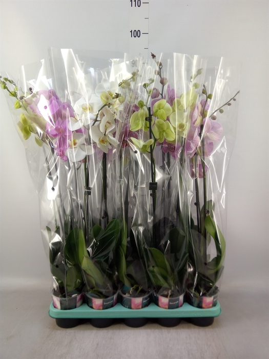<h4>Phalaenopsis   ...mix</h4>