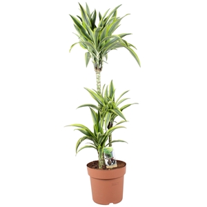 Dracaena fr de 'LemonLime'