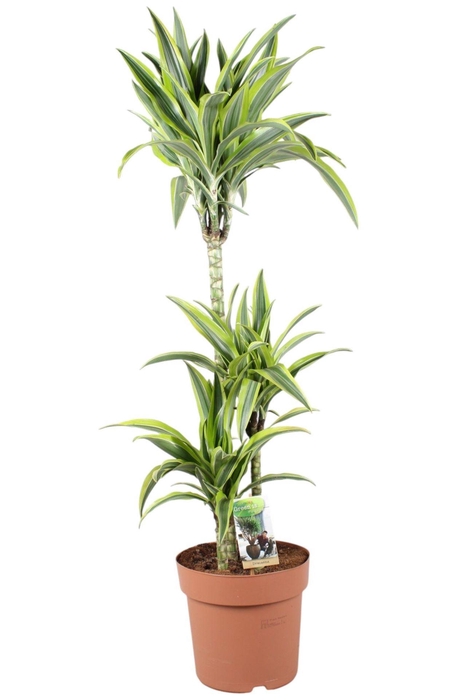 <h4>Dracaena fr de 'LemonLime'</h4>